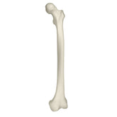 2025 - LEFT FEMUR