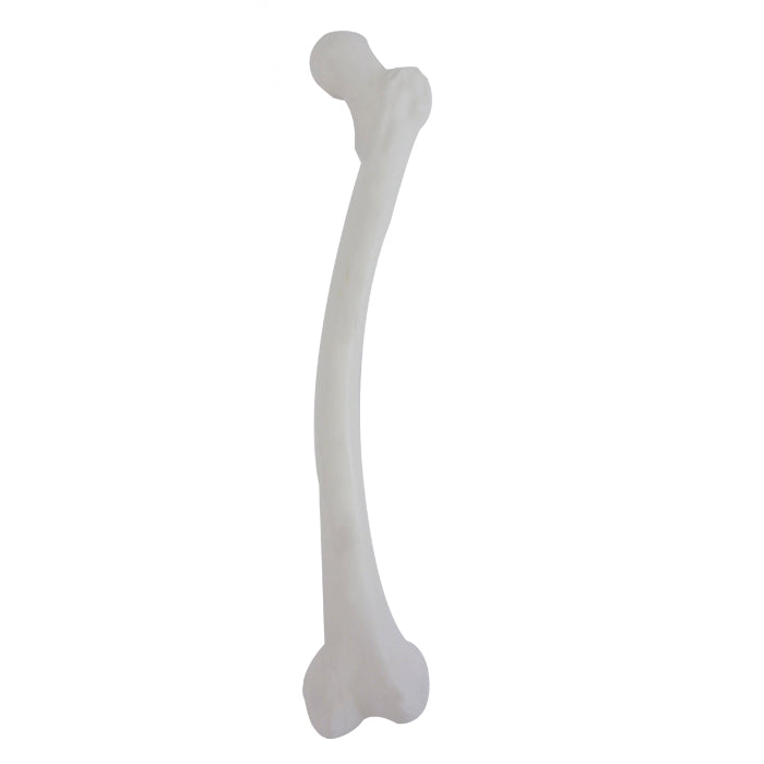 12428 - LEFT FEMUR WITH MEDIAL VALGUS DEFORMITY