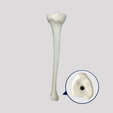 2026 B - LEFT TIBIA WITH MEDULLARY CANAL