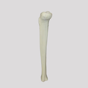 2026 B - LEFT TIBIA WITH MEDULLARY CANAL