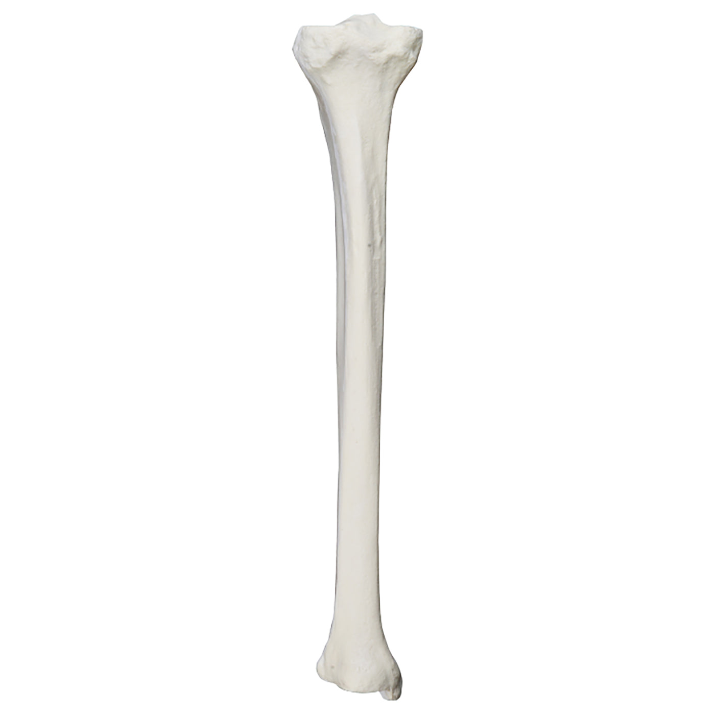 Tibia Zoom 2026 - LEFT TIBIA