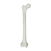 2030B - RIGHT FEMUR WITH MEDULLARY CANAL