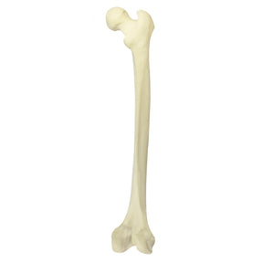 12365 - RIGHT RADIOPAQUE FEMUR WITH MEDULLARY AND SPONGY CHANNEL