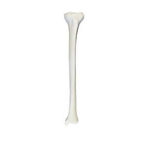 2031BESP - RIGHT TIBIA WITH CANCELLOUS MATERIAL AND MEDULLARY CANAL