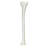 2031B - RIGHT TIBIA WITH MEDULLARY CANAL