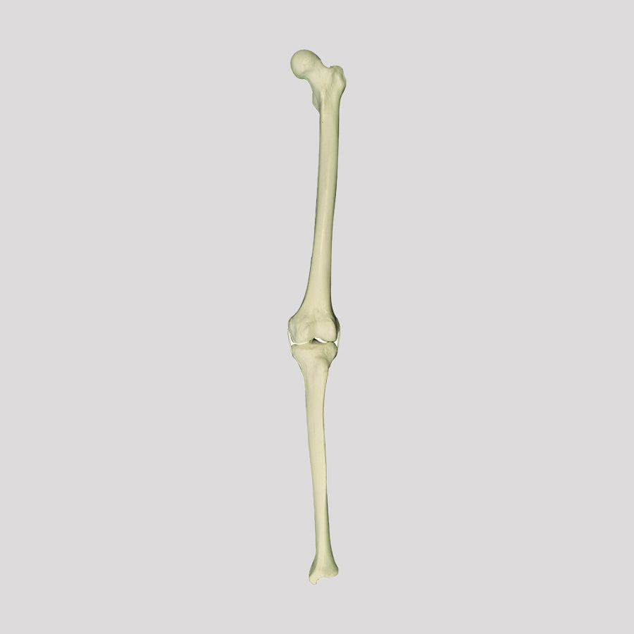 2040 E - LEFT FEMUR AND TIBIA WITH LIGAMENTS SIMULATION