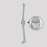 2040 D - RIGHT FEMUR AND TIBIA WITH LIGAMENTS SIMULATION