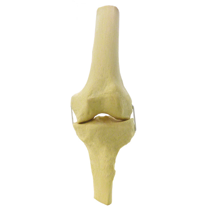 2040ERL - LEFT KNEE WITH COLLATERAL LIGAMENTS SIMULATION