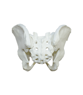 2041 - FULL PELVIS WITH SACRUM