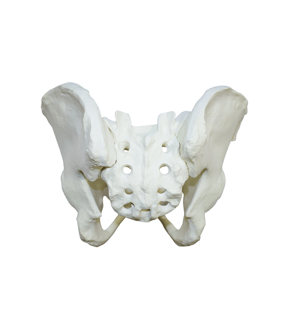 2041B - RADIOPAQUE PELVIS