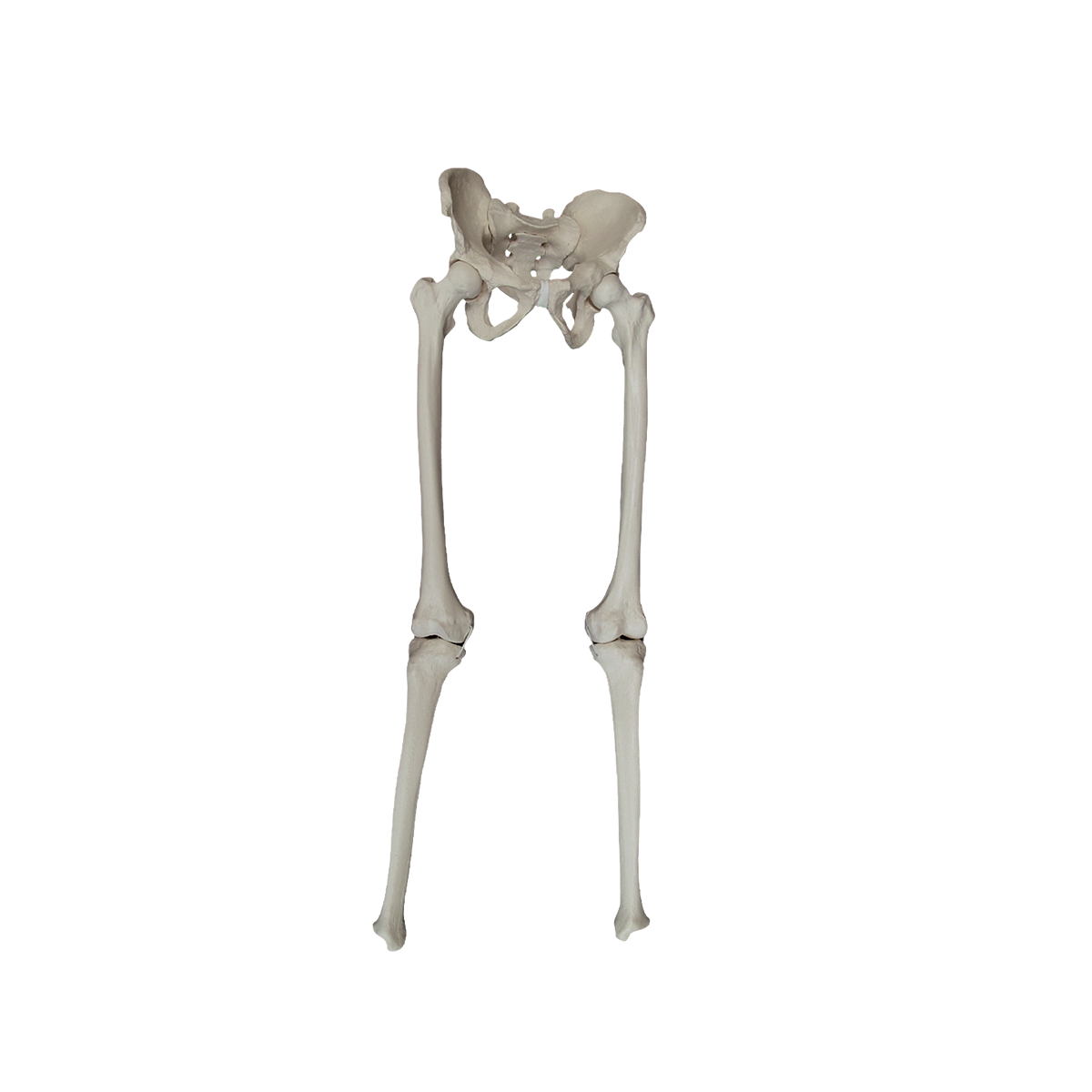 2043 - FULL PELVIS WITH SACRUM FEMUR AND TIBIA WITH LIGAMENTS SIMULATION