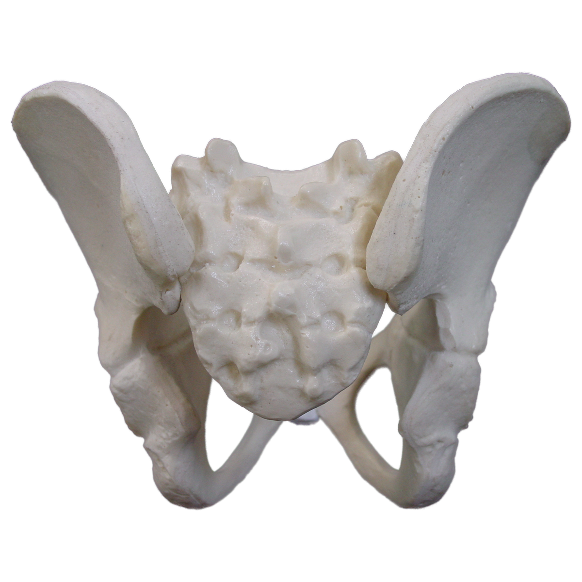 2044 - FULL PEDIATRIC PELVIS