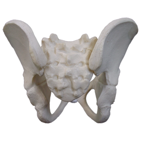 2044 - FULL PEDIATRIC PELVIS