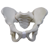 2044 - FULL PEDIATRIC PELVIS