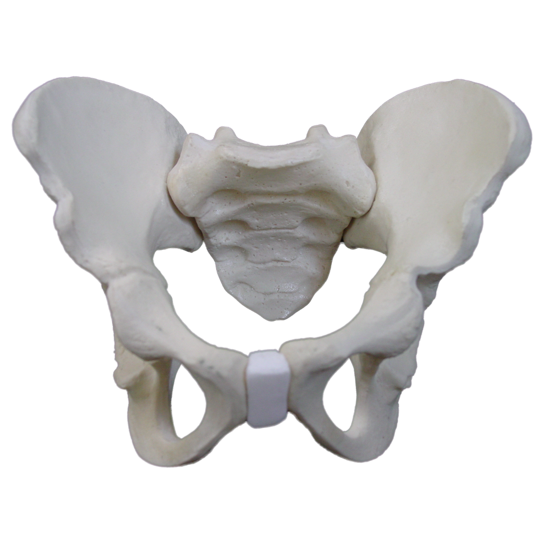 2044 - FULL PEDIATRIC PELVIS