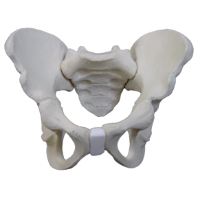 2044 - FULL PEDIATRIC PELVIS