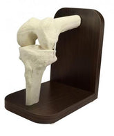 2060 - LEFT KNEE WITH COLLATERAL LIGAMENTS AND REMOVABLE HOLDER