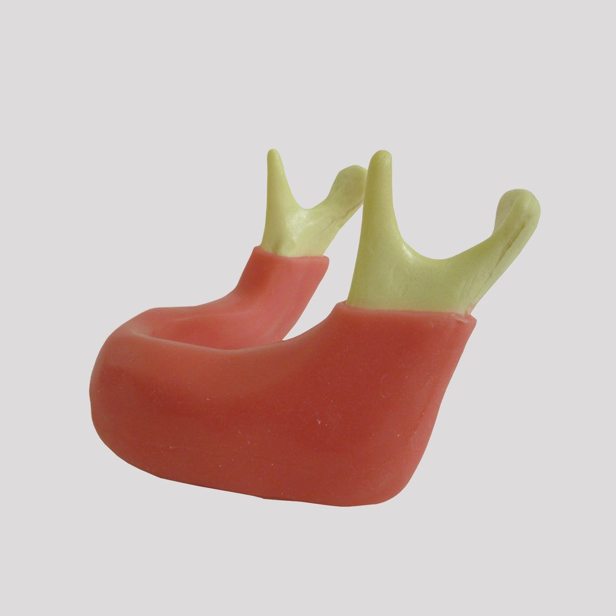 4010 GR - RADIOPAQUE EDENTULA JAW WITH GINGIVA
