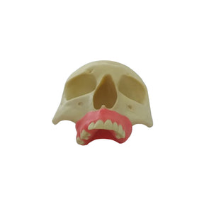 P 9016 - 01 - FRONT SKULL WITH GUMS AND PARTIAL ABSENCES