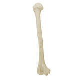 12325 - RADIOPAQUE RIGHT HUMERUS WITH CANCELLOUS MATERIAL AND MEDULLARY CANAL