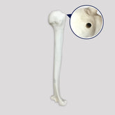 3012 B - RIGHT HUMERUS WITH MEDULLARY CANAL