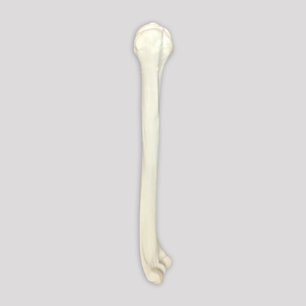 3012 B - RIGHT HUMERUS WITH MEDULLARY CANAL