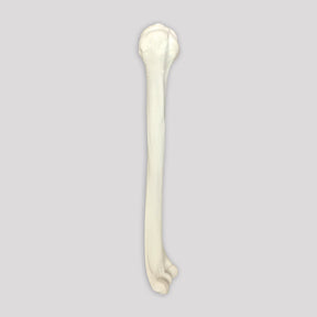 3012 B - RIGHT HUMERUS WITH MEDULLARY CANAL