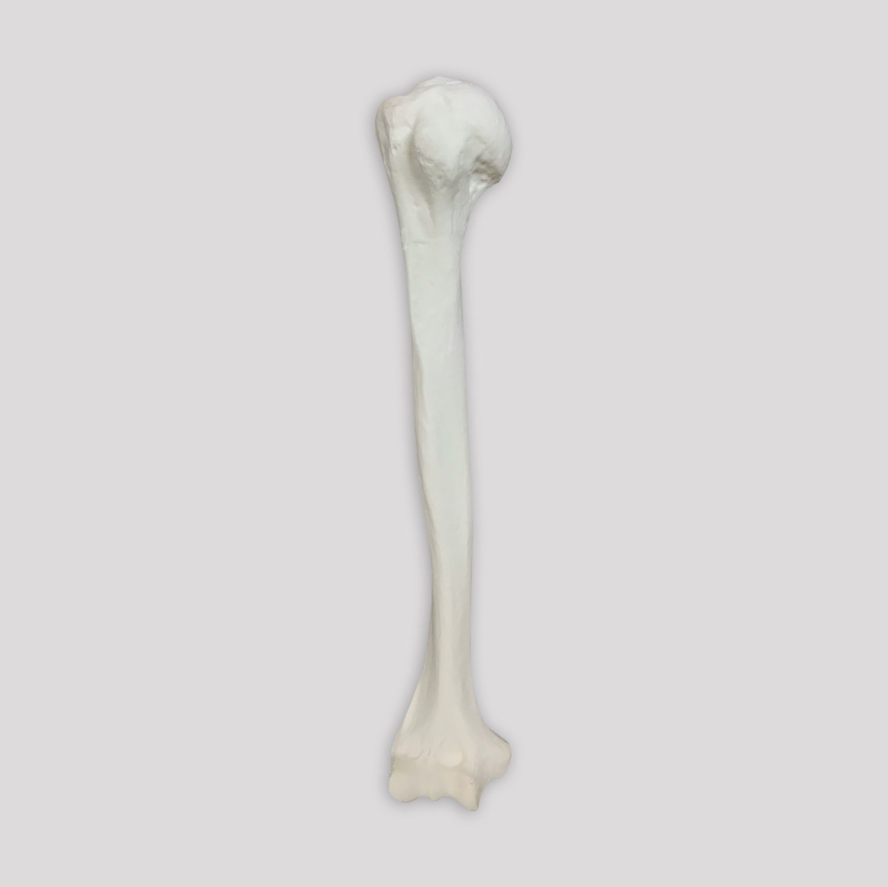 3012 B - RIGHT HUMERUS WITH MEDULLARY CANAL