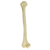 3012BESP - RIGHT HUMERUS WITH CANCELLOUS MATERIAL AND MEDULLARY CANAL