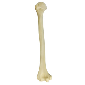 3012BESP - RIGHT HUMERUS WITH CANCELLOUS MATERIAL AND MEDULLARY CANAL