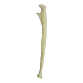 3020 - LEFT ULNA