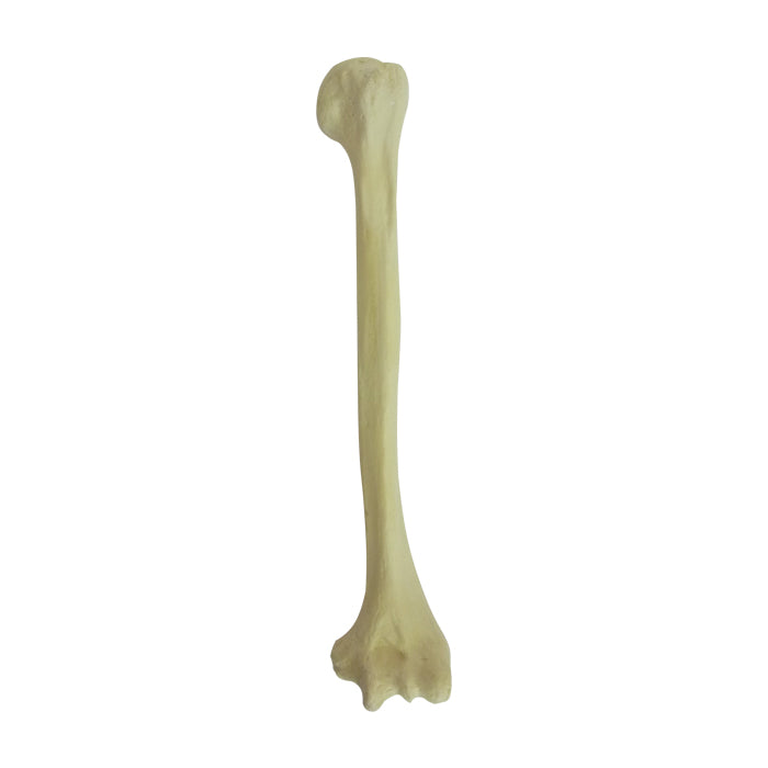 3022 - LEFT HUMERUS