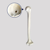 3022 B - LEFT HUMERUS WITH MEDULLARY CHANNEL