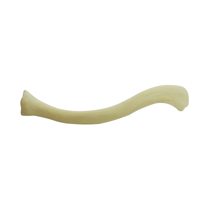 12324 - RADIOPAQUE LEFT CLAVICLE