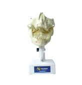 4005T - PREMOLAR MODEL (4012N, 4015-01 AND 4020)