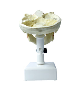 4005T - PREMOLAR MODEL (4012N, 4015-01 AND 4020)