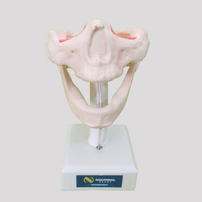 12269 - EDENTULOUS RADIOPAQUE DUMMY