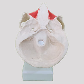 12269 - EDENTULOUS RADIOPAQUE DUMMY