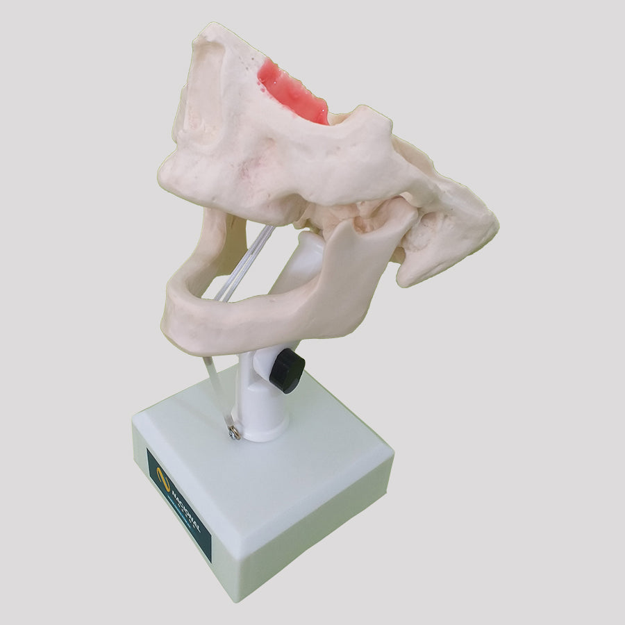 12269 - EDENTULOUS RADIOPAQUE DUMMY