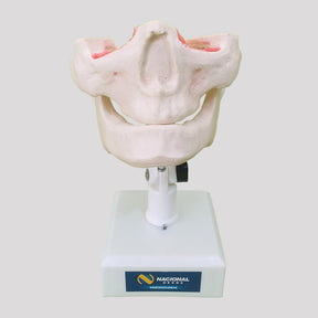 12269 - EDENTULOUS RADIOPAQUE DUMMY