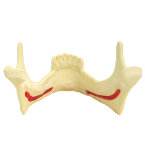 4008 - MANDIBLE WITH INCISORS AND CANINES