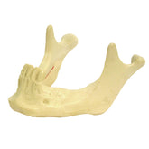 4008 - MANDIBLE WITH INCISORS AND CANINES