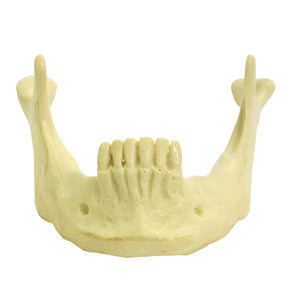 4008 - MANDIBLE WITH INCISORS AND CANINES