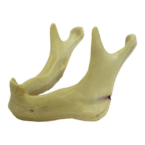 4008N - MANDIBLE WITH INCISIVES, CANINES AND NERVES