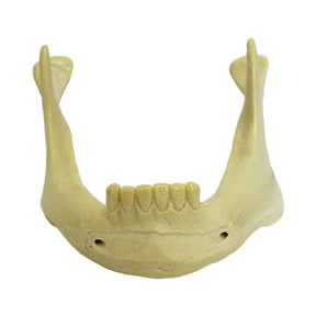 4008N - MANDIBLE WITH INCISIVES, CANINES AND NERVES