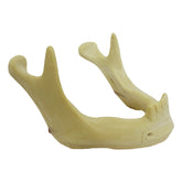 4008N - MANDIBLE WITH INCISIVES, CANINES AND NERVES