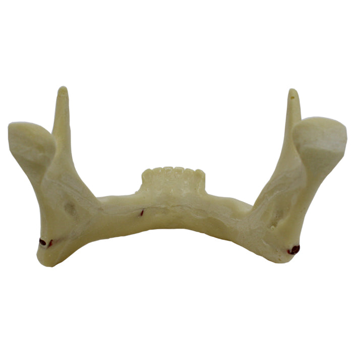 4008N - MANDIBLE WITH INCISIVES, CANINES AND NERVES