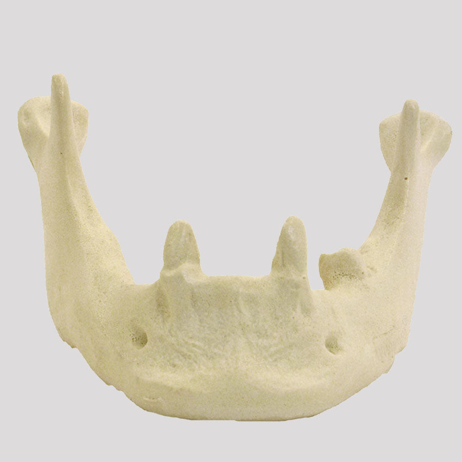 12287 - RADIOPAQUE JAW WITH CANINE AND LEFT 2nd MOLAR