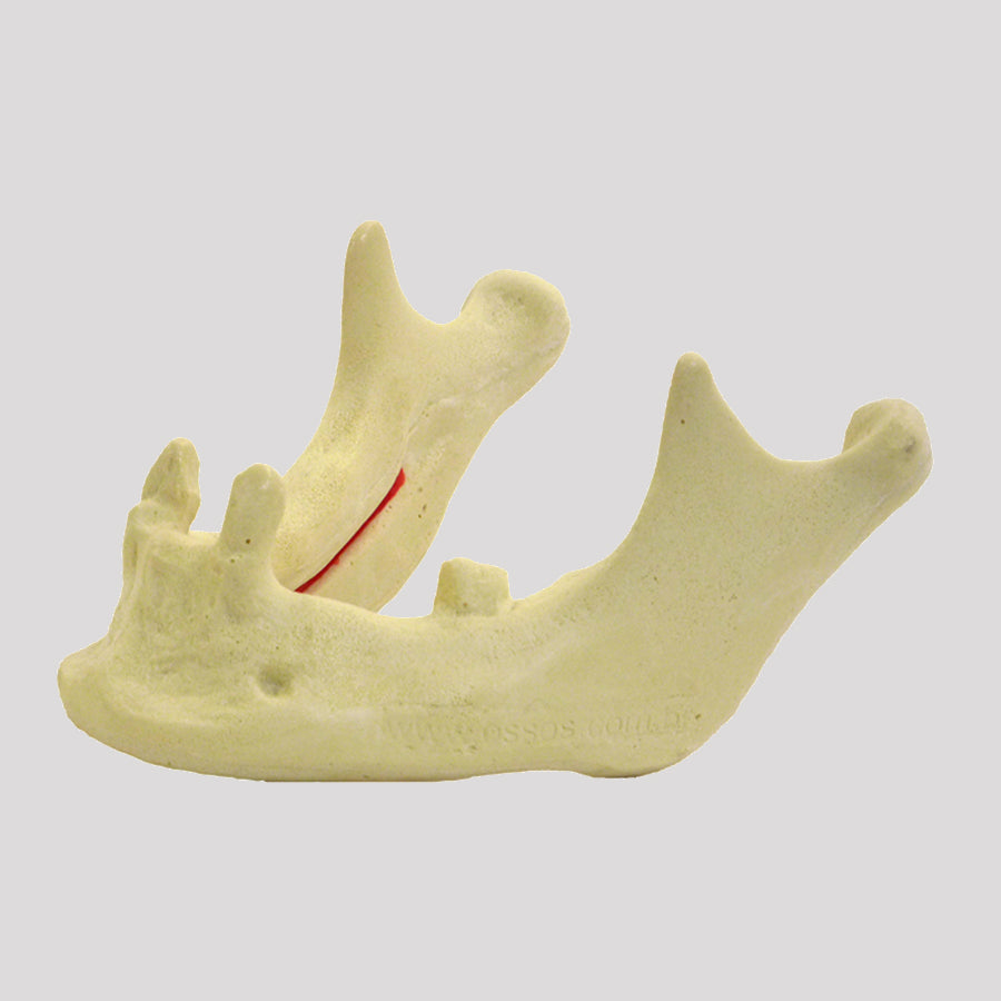 12287 - RADIOPAQUE JAW WITH CANINE AND LEFT 2nd MOLAR