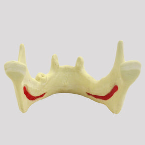 12287 - RADIOPAQUE JAW WITH CANINE AND LEFT 2nd MOLAR